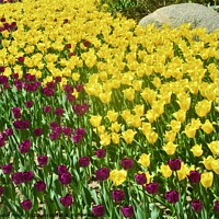 Buy canvas prints of yellow and purple tulips by Stephanie Moore