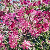 Buy canvas prints of Pink crab apple blossoms by Stephanie Moore