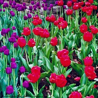 Buy canvas prints of Purple and red tulips by Stephanie Moore