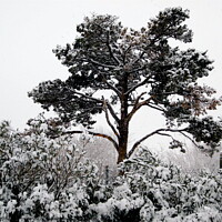 Buy canvas prints of Snow in California by Stephanie Moore