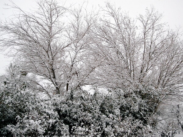 Snow covered trees and bushes Picture Board by Stephanie Moore