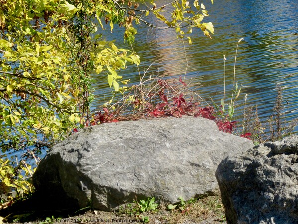 Rocks and leaves Picture Board by Stephanie Moore