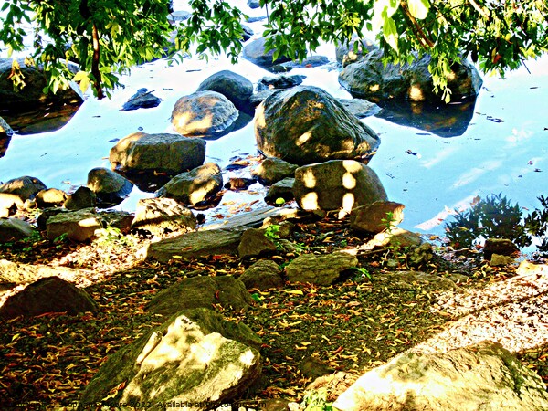 Sun dappled rocks in the Rideau River Picture Board by Stephanie Moore