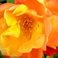 Buy canvas prints of A close up of an orange rose by Stephanie Moore