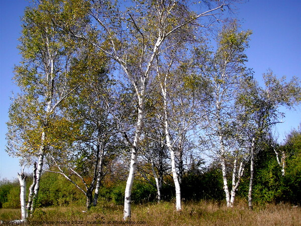 Silver Birches Picture Board by Stephanie Moore