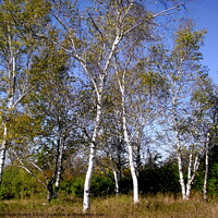 Buy canvas prints of Silver Birches by Stephanie Moore