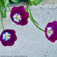 Buy canvas prints of Purple tulips by Stephanie Moore