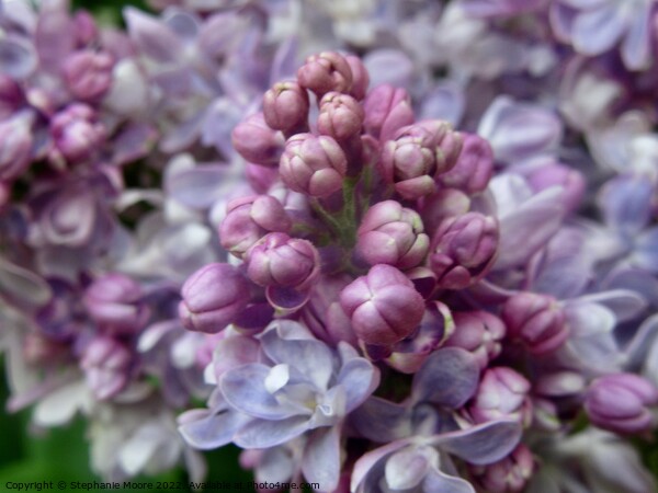 Lilac flowers and buds Picture Board by Stephanie Moore
