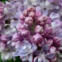 Buy canvas prints of Lilac flowers and buds by Stephanie Moore