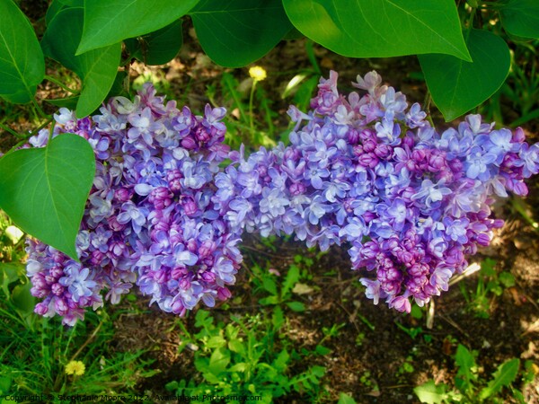 Lilacs in the shade Picture Board by Stephanie Moore