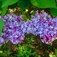 Buy canvas prints of Lilacs in the shade by Stephanie Moore