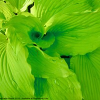 Buy canvas prints of Plant leaves by Stephanie Moore