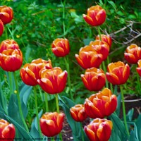 Buy canvas prints of Orange Tulips  by Stephanie Moore