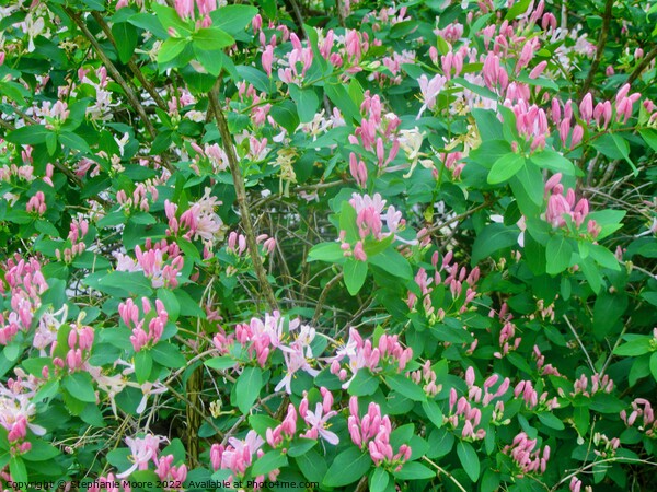 Pink Honeysuckle Picture Board by Stephanie Moore