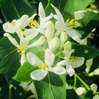 Buy canvas prints of White honeysuckle by Stephanie Moore