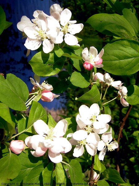 White Apple blossom Picture Board by Stephanie Moore