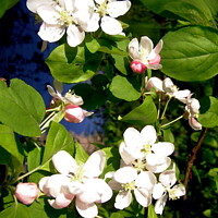 Buy canvas prints of White Apple blossom by Stephanie Moore