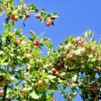 Buy canvas prints of Crab Apples by Stephanie Moore