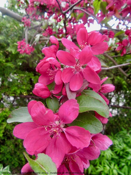 pink apple blossoms Picture Board by Stephanie Moore