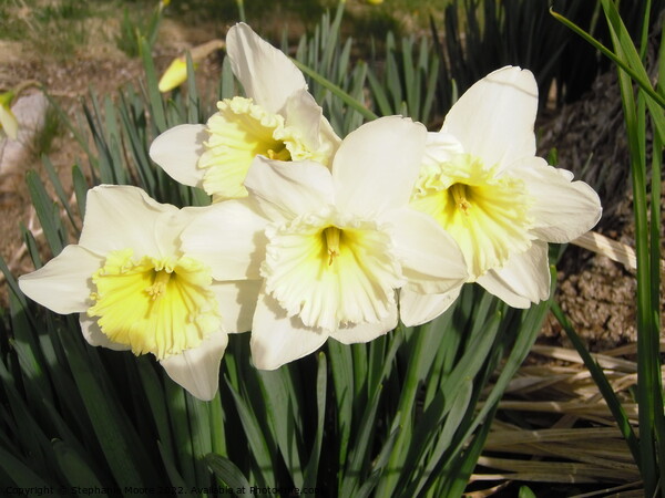 Daffodils Picture Board by Stephanie Moore