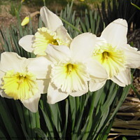 Buy canvas prints of Daffodils by Stephanie Moore