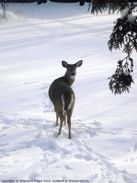 A deer standing in the snow Picture Board by Stephanie Moore