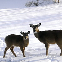 Buy canvas prints of Doe and fawn by Stephanie Moore