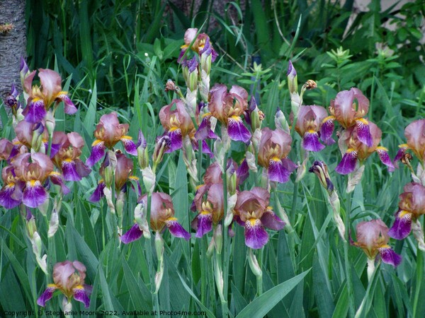 Iris Picture Board by Stephanie Moore