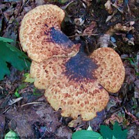 Buy canvas prints of Fungus by Stephanie Moore