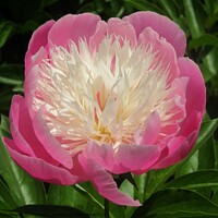 Buy canvas prints of Pink Peony by Stephanie Moore