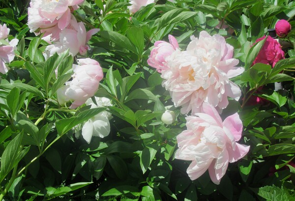 Fully opened peonies Picture Board by Stephanie Moore