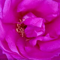 Buy canvas prints of Macro of a pink rose by Stephanie Moore