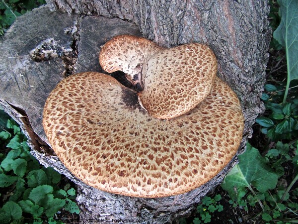 Fungus on a tree stump Picture Board by Stephanie Moore
