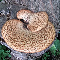 Buy canvas prints of Fungus on a tree stump by Stephanie Moore