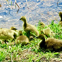 Buy canvas prints of Canada goose teenagers by Stephanie Moore