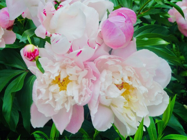 More pink peonies Picture Board by Stephanie Moore