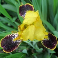 Buy canvas prints of Yellow Iris by Stephanie Moore