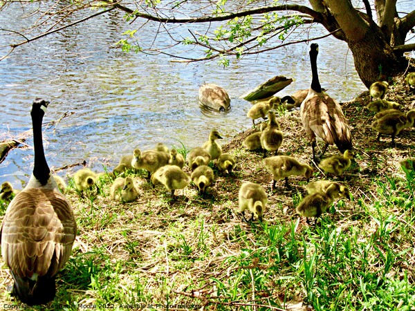 Goose Family Picture Board by Stephanie Moore
