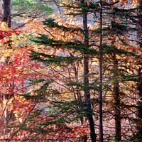 Buy canvas prints of Fall Trees by Stephanie Moore