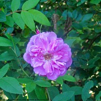 Buy canvas prints of Lavender rose by Stephanie Moore