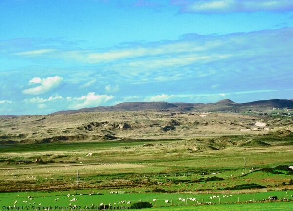 Sligo field with sheep Picture Board by Stephanie Moore
