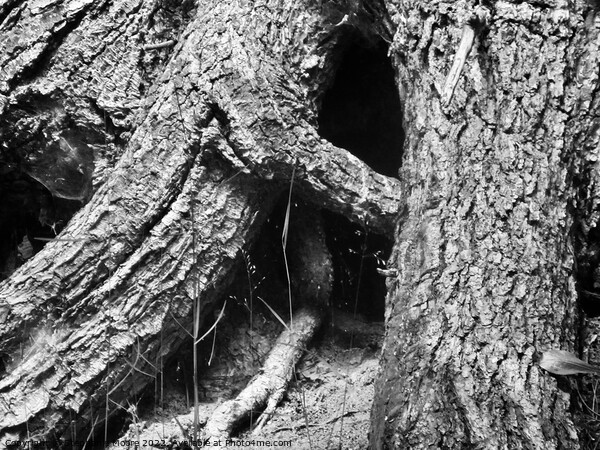 large tree roots Picture Board by Stephanie Moore
