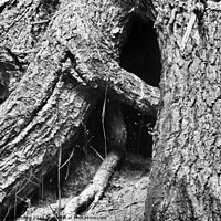 Buy canvas prints of large tree roots by Stephanie Moore