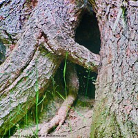 Buy canvas prints of Large tree roots by Stephanie Moore