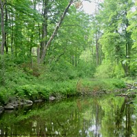 Buy canvas prints of Forest Pond by Stephanie Moore