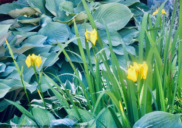 More yellow lilies Picture Board by Stephanie Moore