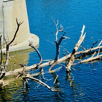 Buy canvas prints of Dead Tree  by Stephanie Moore