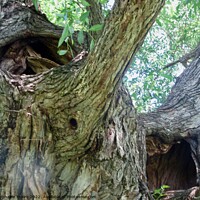 Buy canvas prints of Ancient Willow Tree by Stephanie Moore