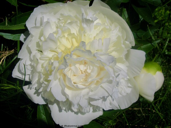Creamy Peony Picture Board by Stephanie Moore