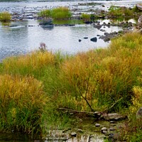 Buy canvas prints of Reeds in the Rideau River, Ottawa, ON by Stephanie Moore